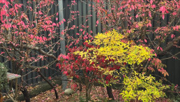 Primeros colores de otoño en el Jarín bonsai Luis Vallejo