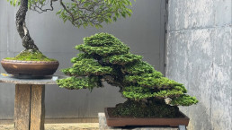 Primeros colores de otoño en el Jarín bonsai Luis Vallejo