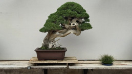 Primeros colores de otoño en el Jarín bonsai Luis Vallejo