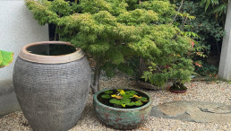 Primeros colores de otoño en el Jarín bonsai Luis Vallejo