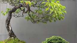 Primeros colores de otoño en el Jarín bonsai Luis Vallejo