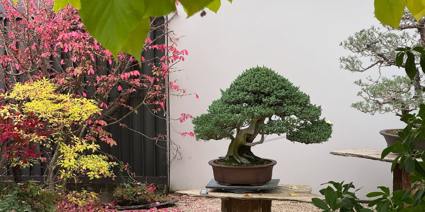 Primeros colores de otoño en el Jarín bonsai Luis Vallejo