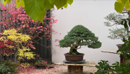 Primeros colores de otoño en el Jarín bonsai Luis Vallejo