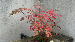 Primeros colores de otoño en el Jarín bonsai Luis Vallejo
