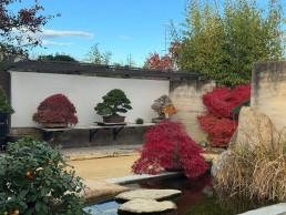 otoño pleno. Jardín Bonsái Luis Vallejo