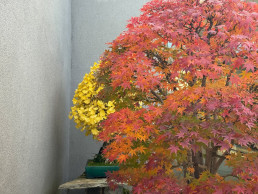 otoño pleno. Jardín Bonsái Luis Vallejo