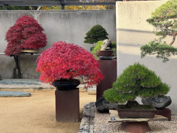 otoño pleno. Jardín Bonsái Luis Vallejo