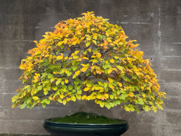 otoño pleno. Jardín Bonsái Luis Vallejo