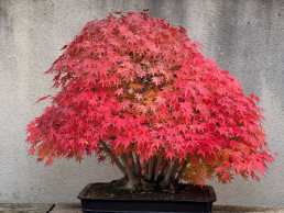 otoño pleno. Jardín Bonsái Luis Vallejo