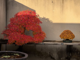 otoño pleno. Jardín Bonsái Luis Vallejo