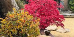 otoño pleno. Jardín Bonsái Luis Vallejo