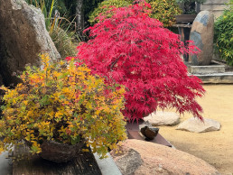 otoño pleno. Jardín Bonsái Luis Vallejo