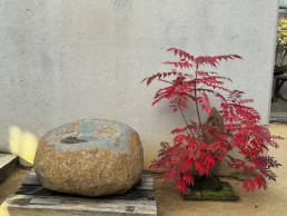 otoño pleno. Jardín Bonsái Luis Vallejo