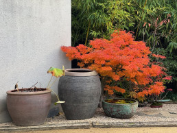 otoño pleno. Jardín Bonsái Luis Vallejo