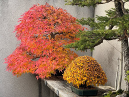otoño pleno. Jardín Bonsái Luis Vallejo