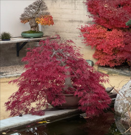 Ultimos dias de otoño en el Jardín Bonsai Luis Vallejo