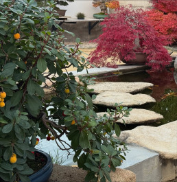 Ultimos dias de otoño en el Jardín Bonsai Luis Vallejo