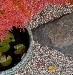 Ultimos dias de otoño en el Jardín Bonsai Luis Vallejo