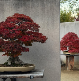 Ultimos dias de otoño en el Jardín Bonsai Luis Vallejo