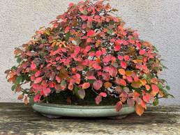 otoño pleno. Jardín Bonsái Luis Vallejo