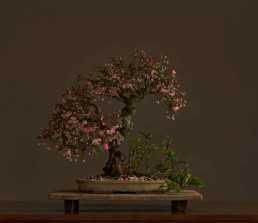 Malus x micromalus, manzano kaido