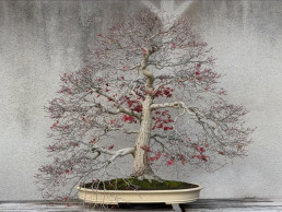 Luz de invierno. Jardín Bonsái Luis Vallejo Madrid