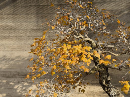 Luz de invierno. Jardín Bonsái Luis Vallejo Madrid