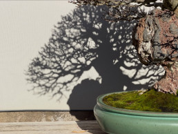 árboles en Invierno del Jardín Bonsai Luis Vallejo