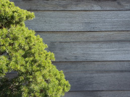 árboles en Invierno del Jardín Bonsai Luis Vallejo