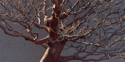 árboles en Invierno del Jardín Bonsai Luis Vallejo