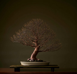 Invierno en el jardín Bonsai Luis Vallejo, Stewartia