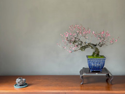 Prunus mume. Ume Luis Vallejo Jardín Bonsai