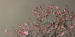 Prunus mume. Ume Luis Vallejo Jardín Bonsai