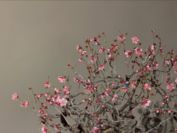 Prunus mume. Ume Luis Vallejo Jardín Bonsai