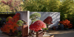 Jardín Bonsai Luis Vallejo en Alcobendas, Madrid