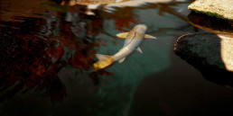 Jardín Bonsai Luis Vallejo en Alcobendas, Madrid