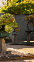 Jardín Bonsai Luis Vallejo en Alcobendas, Madrid
