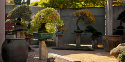 Jardín Bonsai Luis Vallejo en Alcobendas, Madrid