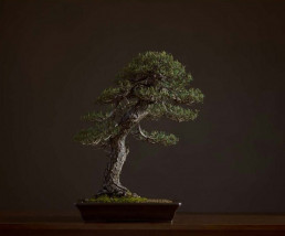 Pino Albar Colección Luis Vallejo