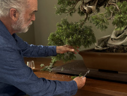 Luis Vallejo trabajando en la Sabina Rastrera de su Museo Bonsai de Alcobendas