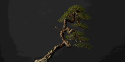A este pino silvestre lo llamamos “el pino de Chiharu” en honor al maestro Imai Chiharu